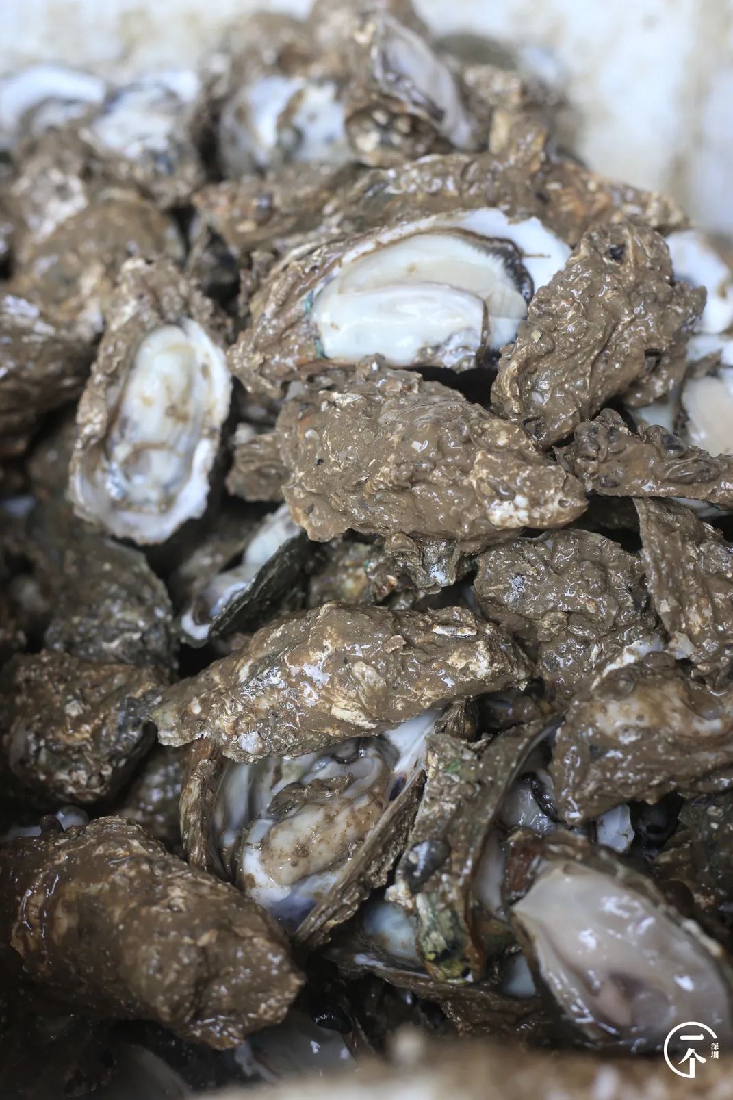 全深圳都要羡慕住在沙井的人,羡慕深圳有房的人