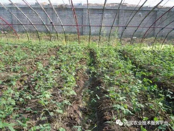 地没劲，根系弱，病害多......这些方法最管用