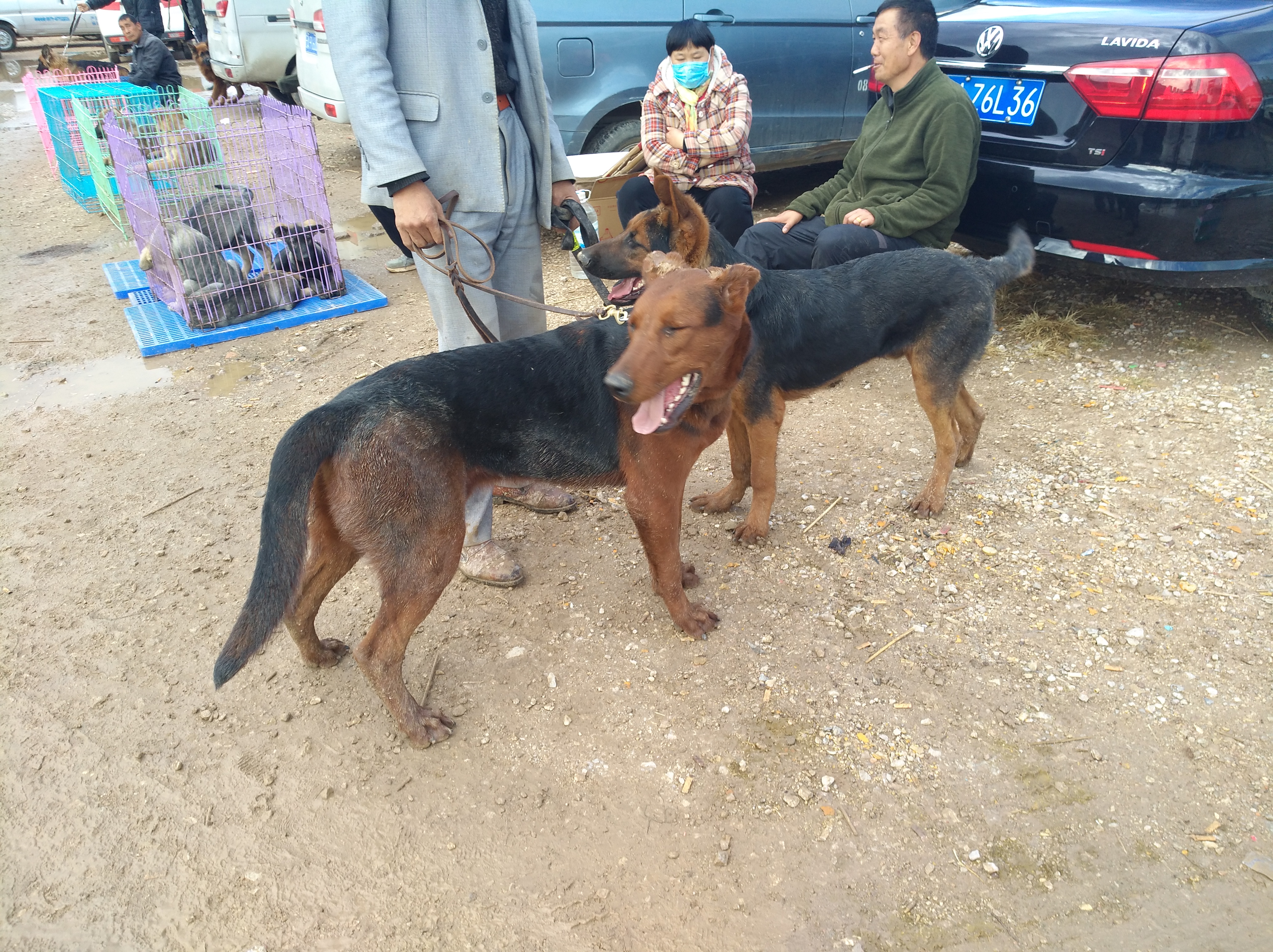 七个月的莱州红犬还能立耳成功吗,莱州红犬6个多月还不立耳为什么