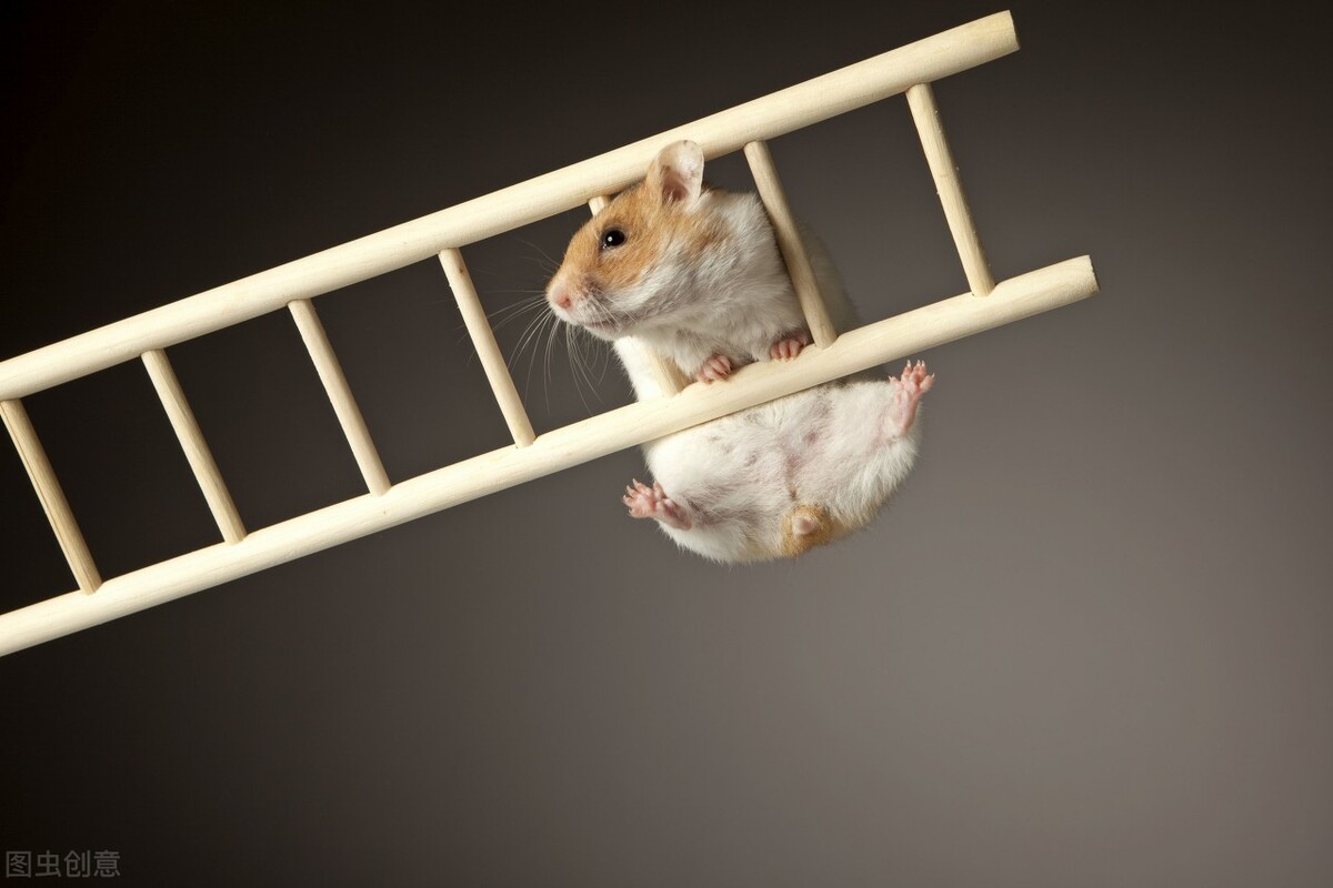 金丝熊软便怎么吃妈咪爱,金丝熊可以吃妈咪爱吗