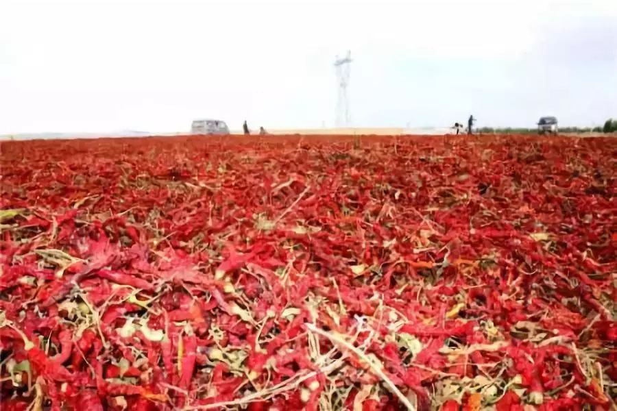 全国各地最全特产,全新疆特产