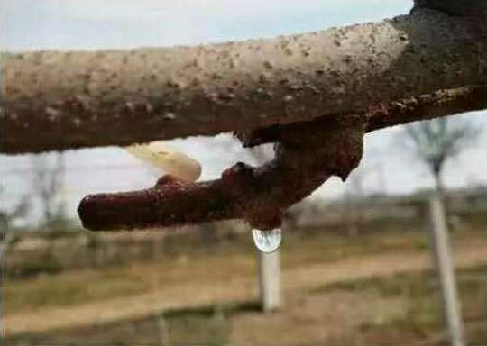 猕猴桃伤流解决办法,什么是猕猴桃伤流期