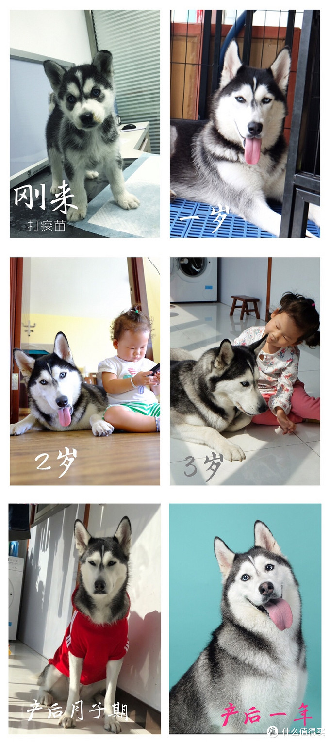 一次创世纪的生活体验—记哈士奇当妈妈