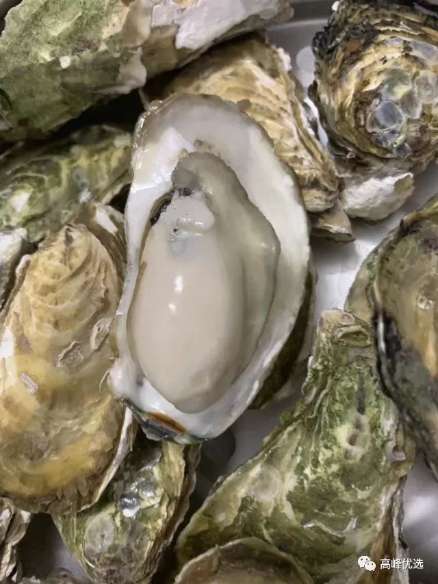 肥嫩美味的生蚝私藏美食大分享,生蚝夜宵美食推荐