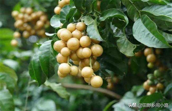 黄皮果病虫害要用什么药,黄皮果四季挂果的高效种植技术