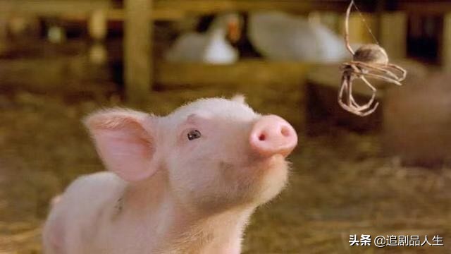 蜘蛛夏洛特和小猪的故事,夏洛特的网小猪与蜘蛛的隔空友谊