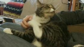 猫咪总挠耳朵痒怎么办,猫咪老是痒挠下巴怎么办