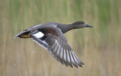 东江揽胜,惠州淡水常见鸟类图谱