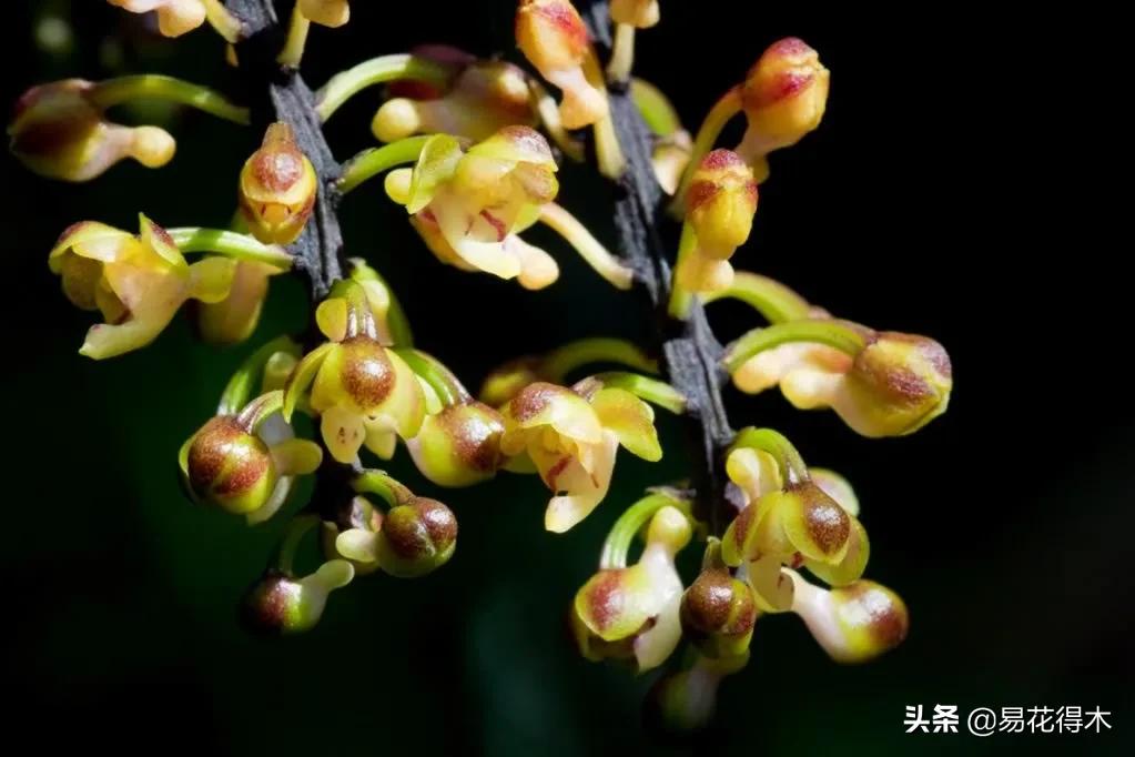 兰花国家级濒危珍稀物种布袋兰,国家保护植物兰花品种介绍