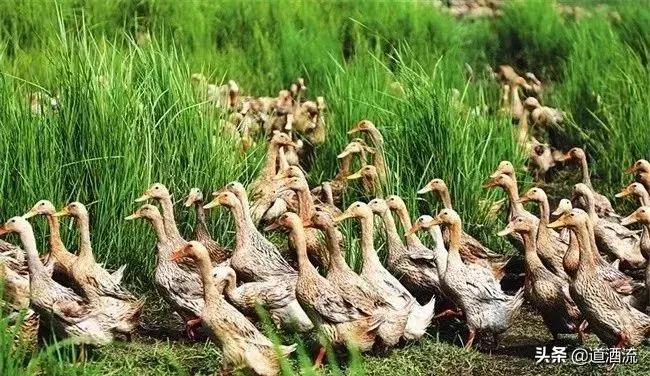鸭中暑死亡时间,鸭子中暑的症状及防治方法