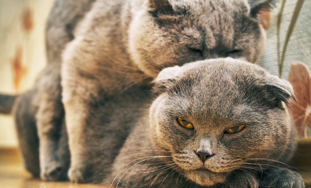 春季的宠物发情期,如何应付宠物的发情期