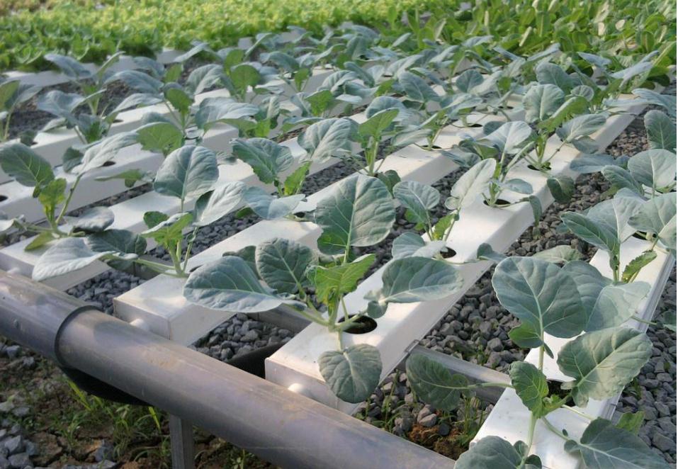 变废为宝水培种植蔬菜,矿泉水瓶水培种植蔬菜