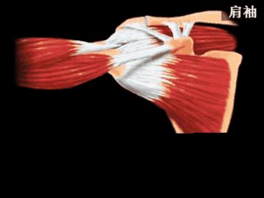 肩周炎甩胳膊越甩越疼,肩周炎甩手臂能自愈吗