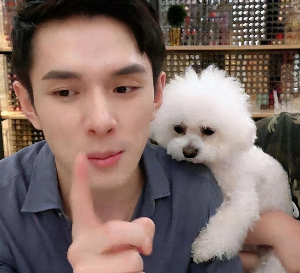 比熊和博美哪个适合家养,比熊跟博美泰迪哪个适合家养