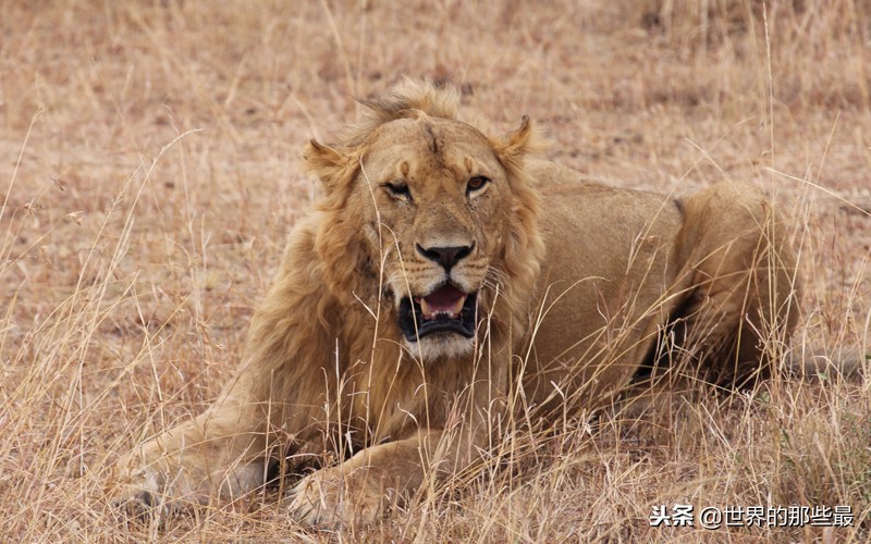东北虎的实力被高估了吗？实际上它只能跟非洲狮打成平手？