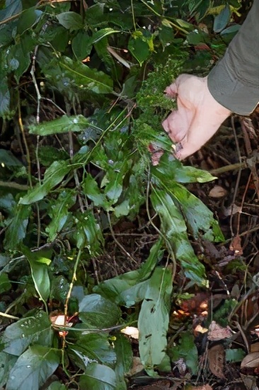 形似叶子的毛毛虫,苔蛾幼虫黑色毛毛虫