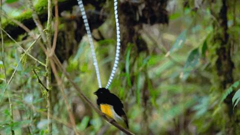 豆瓣2.5分神作,豆瓣9.5分的神作不该如此小众