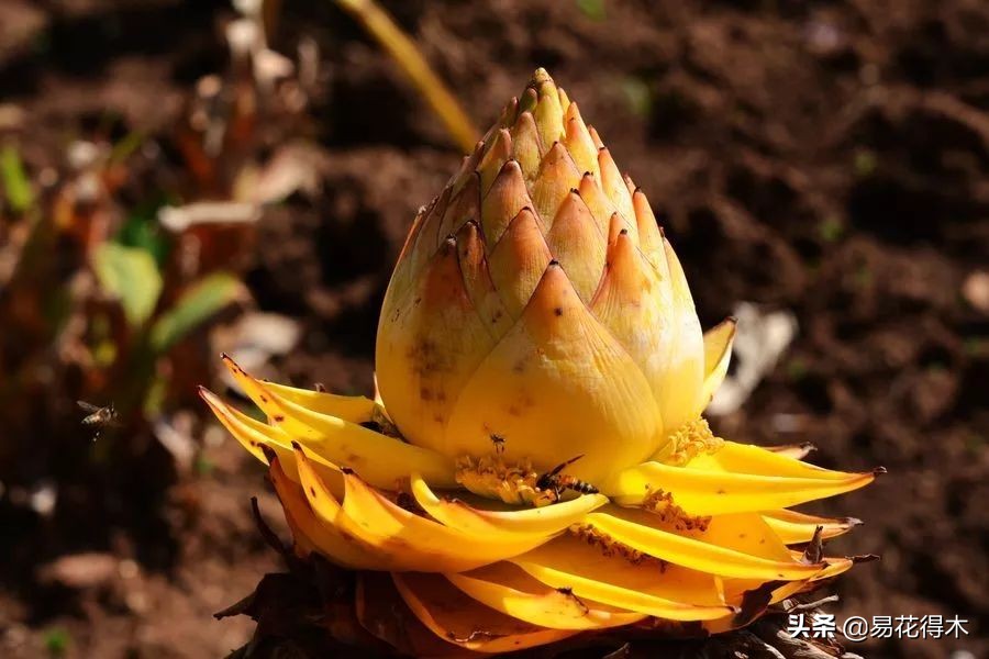 佛教为什么有五树六花,佛教中的五树六花图片