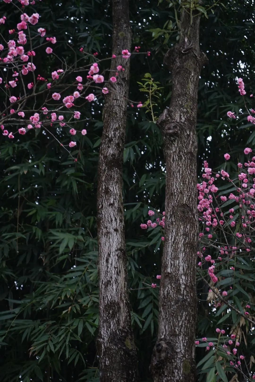 陆游春节的诗,陆游写的关于成都的诗