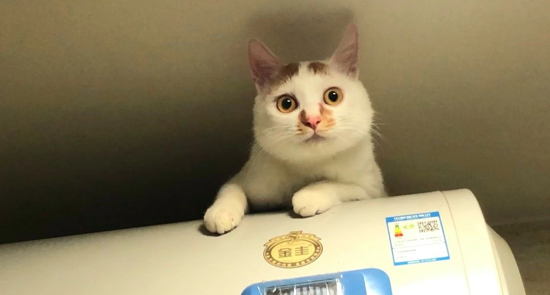 湿性猫传腹打441针治愈率多高,最可怕的猫咪是什么