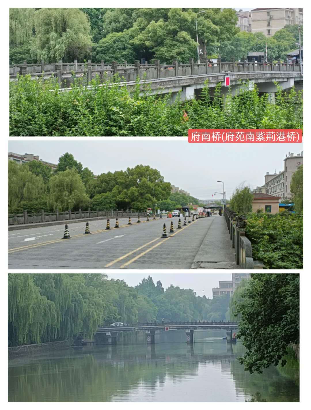 紫荊港源紫荊花紫荆港河穿八桥绿道两岸垂钓人双手活柯野生甲鱼