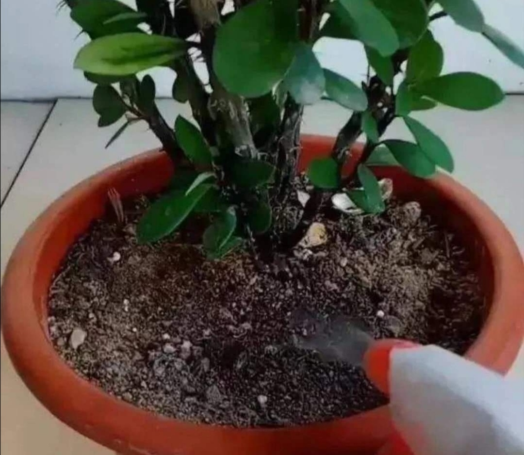 花卉虫子的种类除虫方法,怎么预防花卉生虫