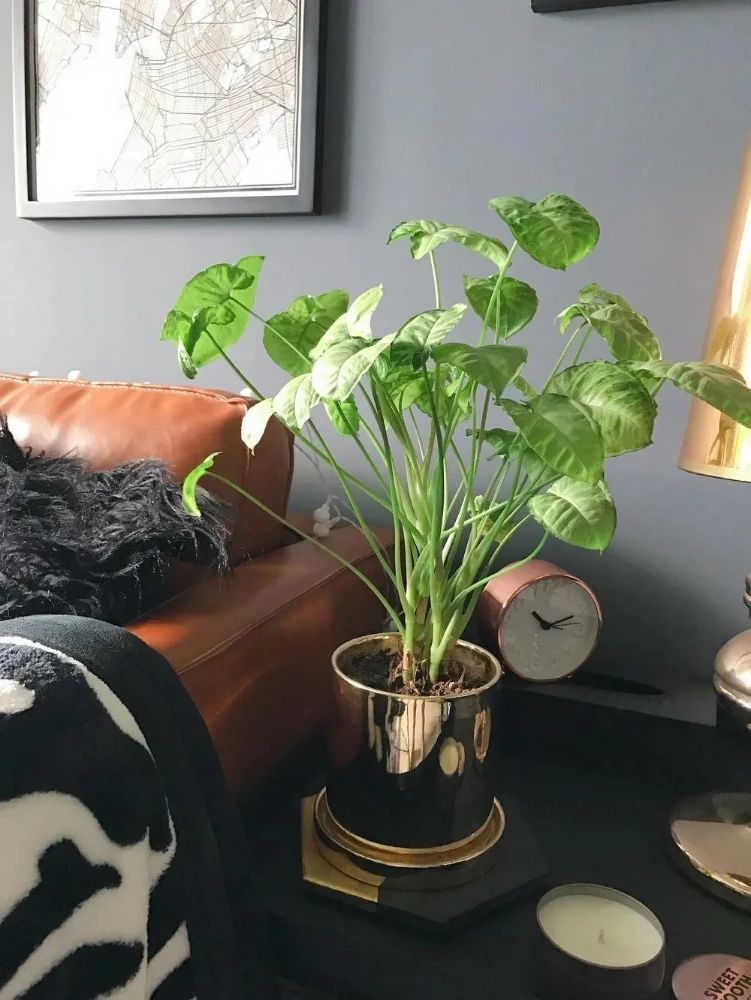 合果芋适合在室内养吗,合果芋黄叶怎么办