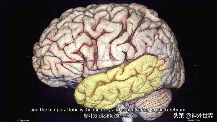大脑皮质的功能定位总结,基础心理学神经系统的结构及功能