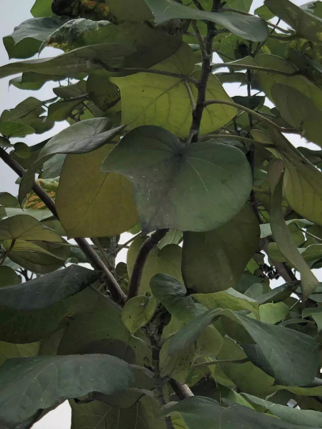 番禺|桥南汇景大道现“飞霜”?原来是这种害虫泛滥!桥南街绿化队出动了