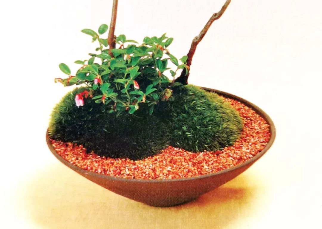 盆景制作方法与技巧,盆景制作小技巧