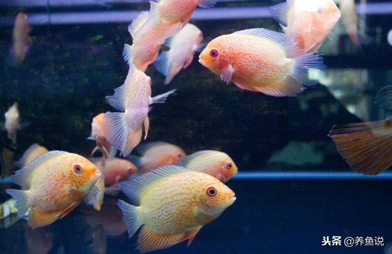 十大适合新手养的观赏鱼,养观赏鱼新手入门教程