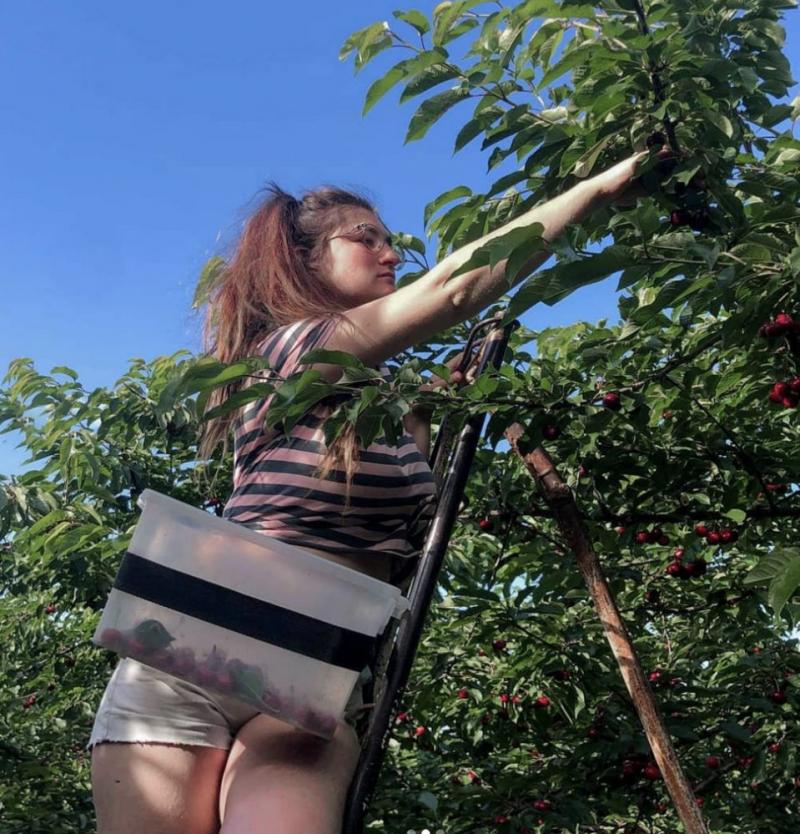 澳洲农场工作究竟有多累,澳洲背包客打工