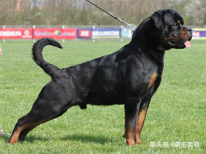 狗狗排行榜前十名最高贵的十种狗,宠物狗当中什么品种的狗狗最聪明