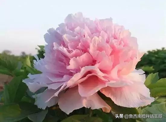 牡丹十大品种九大花系,牡丹进口品种图片及名称