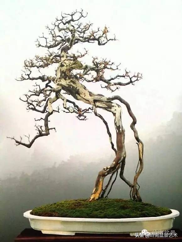 精品雀梅盆景名称,值得收藏的盆景作品欣赏