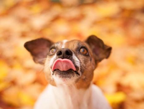 在夏日里小狗为什么总是伸舌头,小狗半夜突然总舔自己是怎么回事