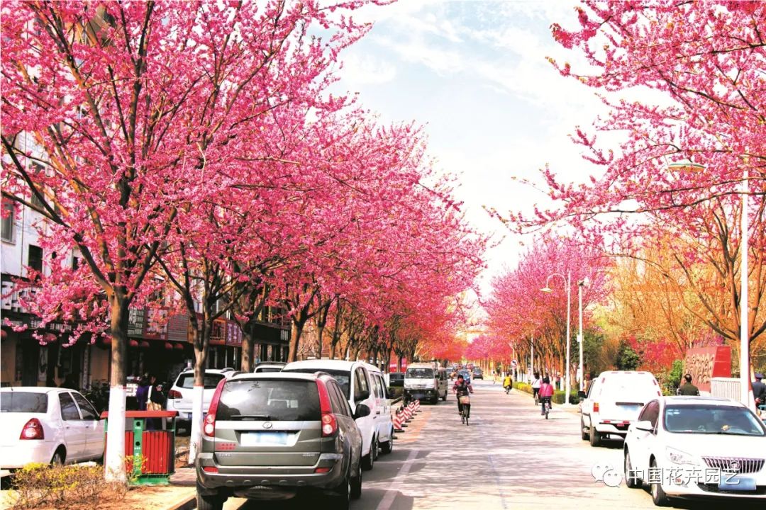 新品种选种的必经之路,加紧培育新品种有哪些