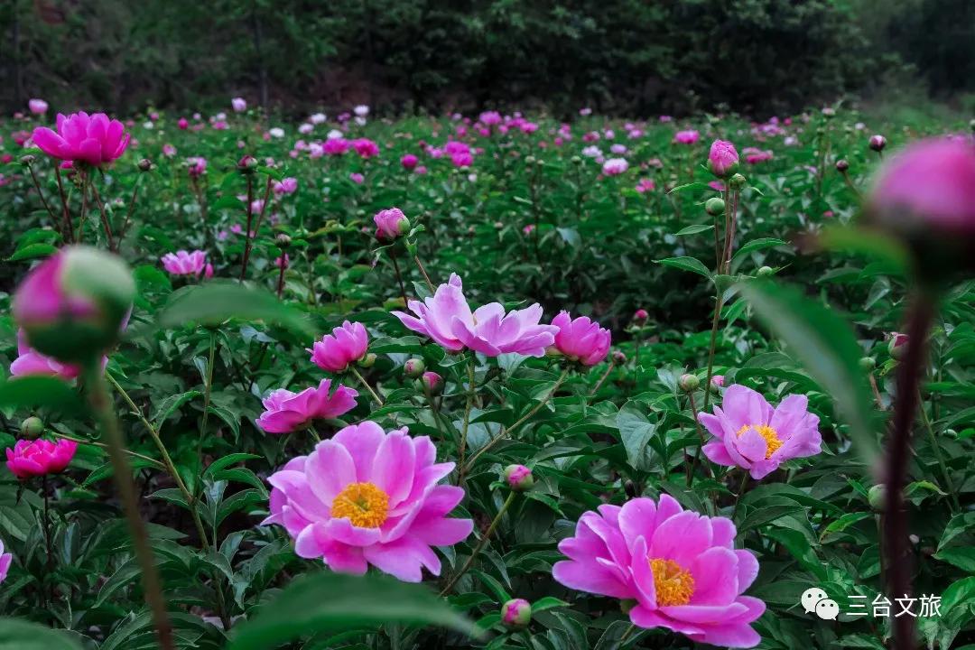 泉城公园芍药花开娇艳欲滴赛牡丹,含苞待放的芍药花娇艳欲滴