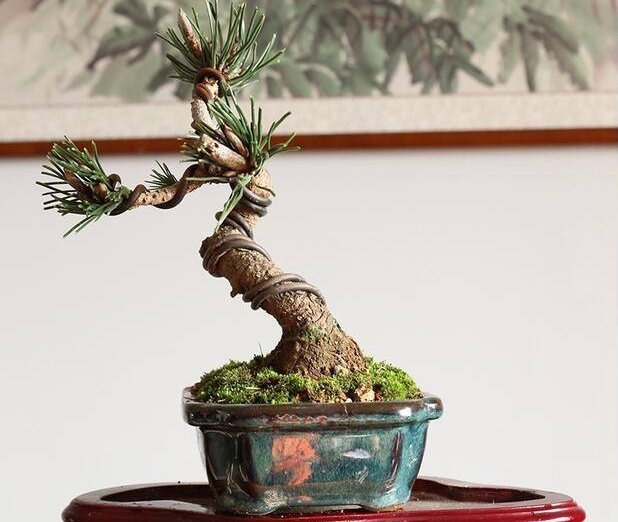 怎样提高裸根黑松存活 (黑松下山桩采挖时需修剪吗)