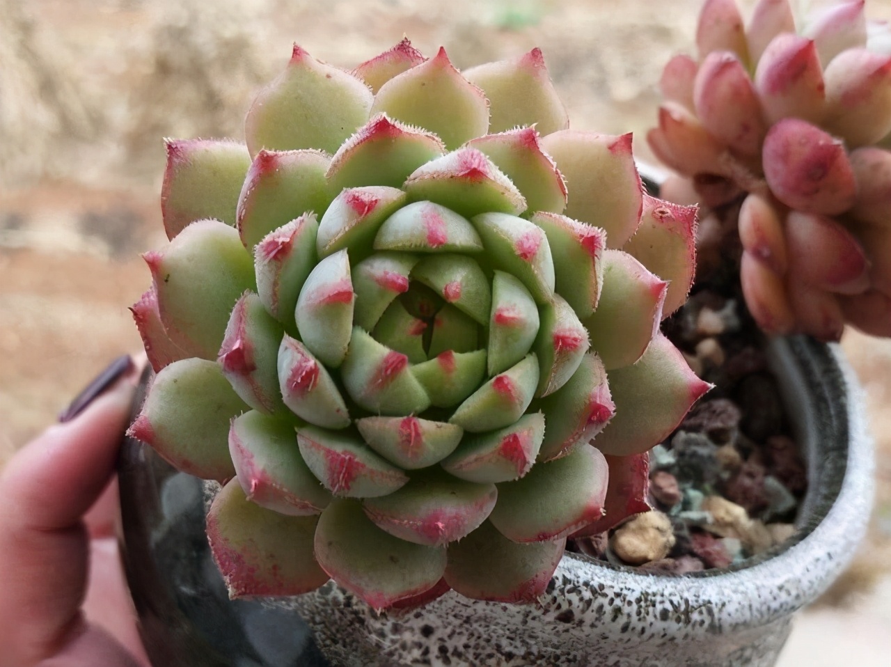 推荐几个玫瑰形的多肉植物,最像玫瑰花的8款多肉