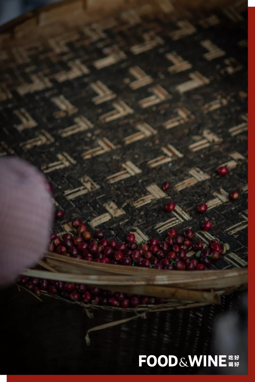 云南咖啡排名,云南咖啡十大品牌