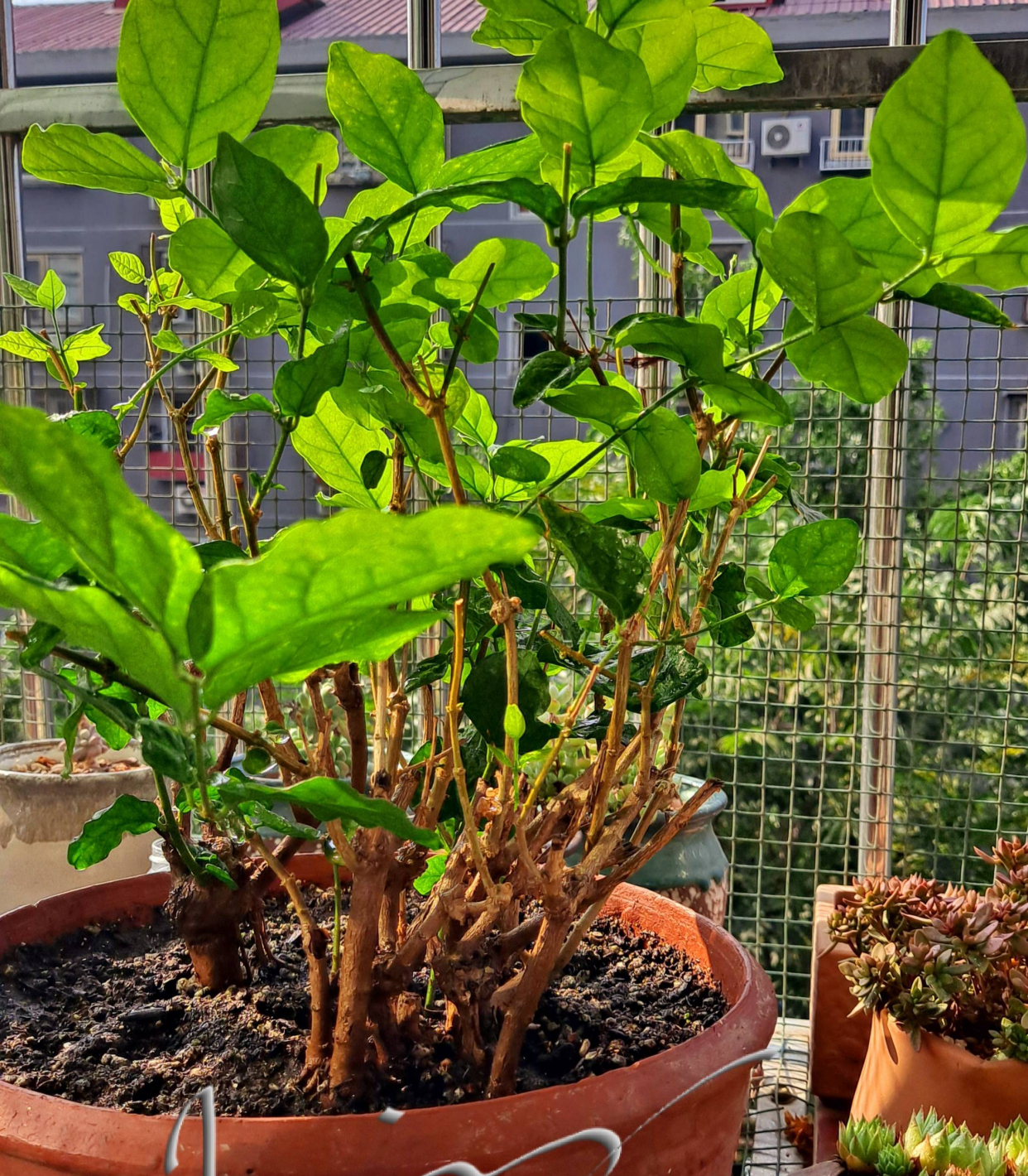 5种花好养又漂亮,5种花别乱养香味有毒