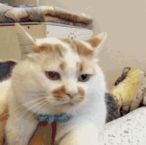 猫丢了三天回来变乖了吗,猫被丢弃后回来就乖了的故事