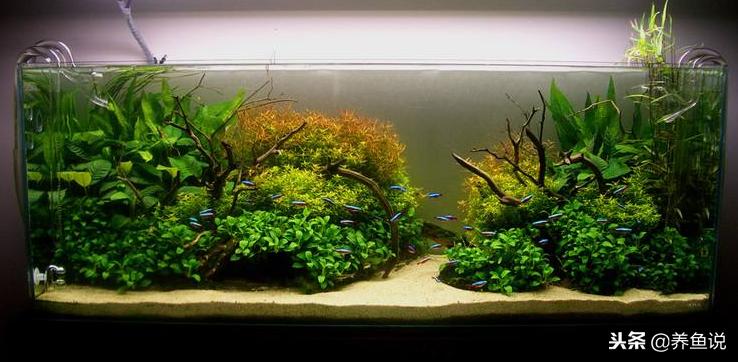 哪些观赏鱼适合水草缸,观赏鱼鱼缸养什么植物最好