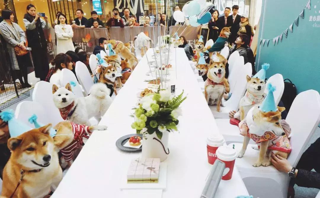 柴犬阶级意识,柴犬成为了门面担当