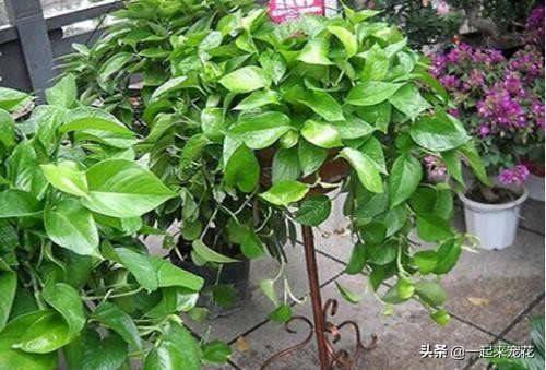 刚买回来的绿萝黄叶了？学会这几招，轻松绿回来，叶比巴掌大