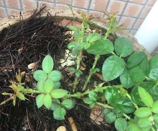 月季苗怎么养壮？记住“2点”，一年长成大盆栽，开花数量多10倍