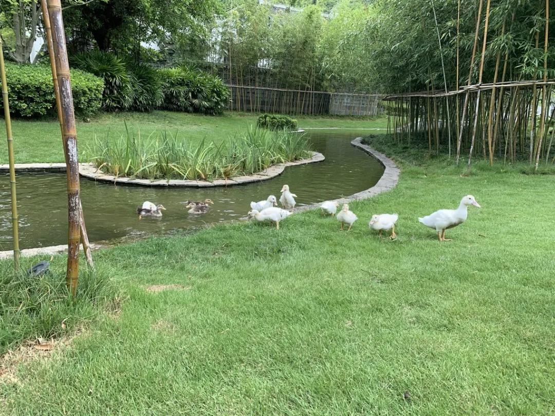 阳朔美景置身水墨丹青,阳朔悦榕庄值得去嘛