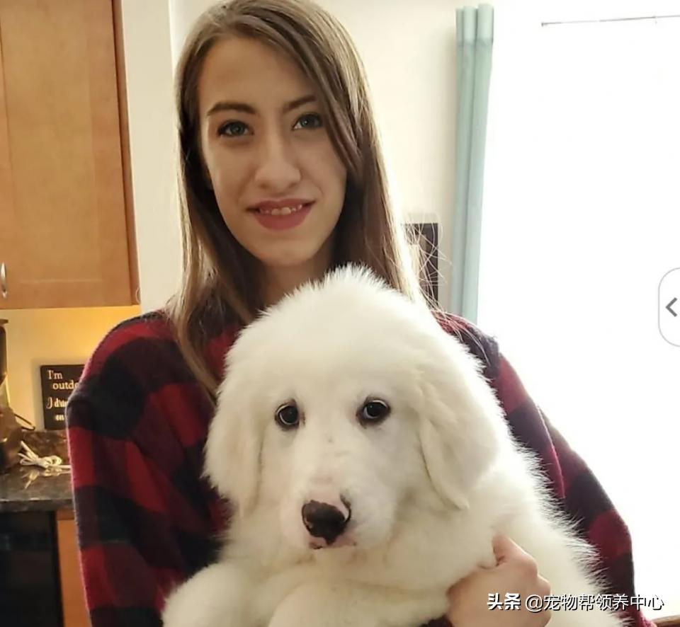 大白熊的奇怪行为,大白熊有多胆小