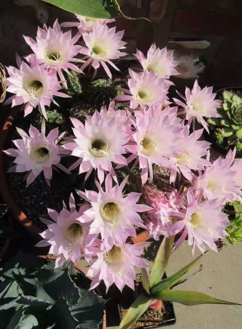 英国家庭花园建造,英国夫妇22年打造梦幻花园